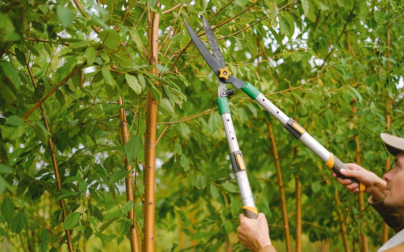 Tree trimming in West Valley City, UT